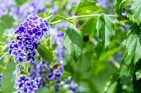 【玄関先に植えたい低木】春から初夏にエレガントな花が咲く《低木3選》香りのよい花木、藤色の花が枝垂れ咲く花木、四季折々の変化が楽しめる花木〈シンボルツリーにも〉