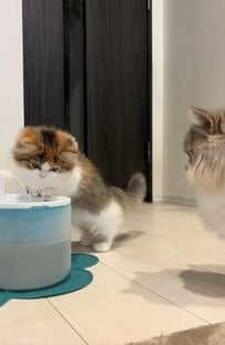 【子猫×給水機】興味津々な猫ちゃんが可愛すぎ！見守る兄猫の様子にも注目