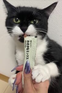 まるでお手手がマドレーヌ…おやつタイムの猫ちゃんたちにSNSユーザーがキュン