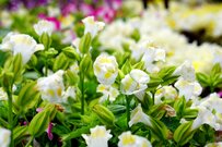 【ガーデニング】春から秋まで長く楽しむ「多年草＆一年草」オススメ9選