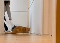 【必見】猫好き癒しの新定番？タオルで楽しむ“猫引き”の動画が話題に　