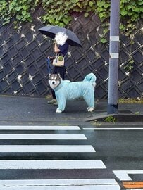信号待ちで飼い主と目が合った犬 「ニッコリ」　表情が変化した様子に癒やされる「露骨にうれしそう」
