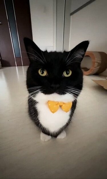 【睦月】ラピスラズリの蝶ネクタイねこちゃん形オルゴナイト☆他２点 ドキドキしちゃう！】蝶ネクタイ姿の猫さんがジッと見つめてくれる動画