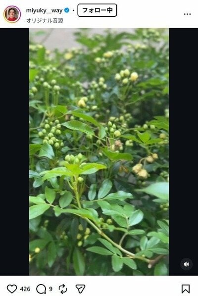 香坂みゆきのInstagram投稿