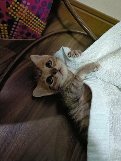すくすく育った猫ちゃん