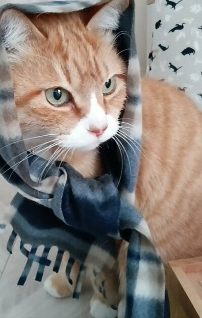 飼い主さんにマフラーを巻いてもらった猫のとらきちくん