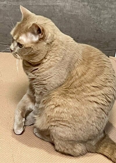 独特の座り方をしているつなくん