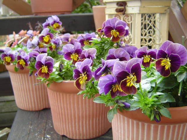 わが家の庭で、冬の花パンジー＆ビオラを「モリモリ大きく咲かせる」コツ3つ。玄関やベランダを一鉢で華やかに！