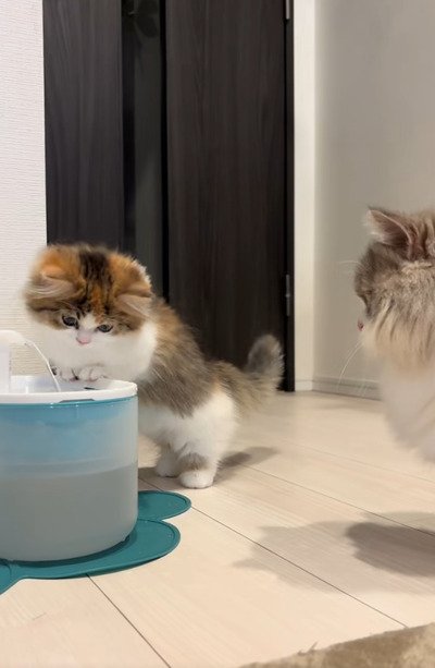 【子猫×給水機】興味津々な猫ちゃんが可愛すぎ！見守る兄猫の様子にも注目
