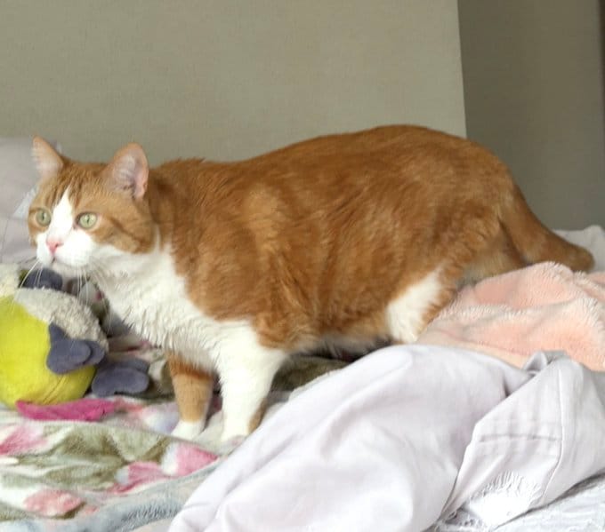 隠れきれていない丸いフォルムにほっこり。壁に張り付いて待ち伏せする真剣な表情の猫が可愛い