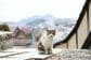 【優しさの街】広島県の果物店で寝転がる猫　まったりくつろぐ様子に「こんな景色に出くわしたい」