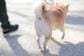 元飼い主が亡くなり1年以上一人暮らしをしていた犬　「保護から2ヶ月後」幸せいっぱいの笑顔に感動