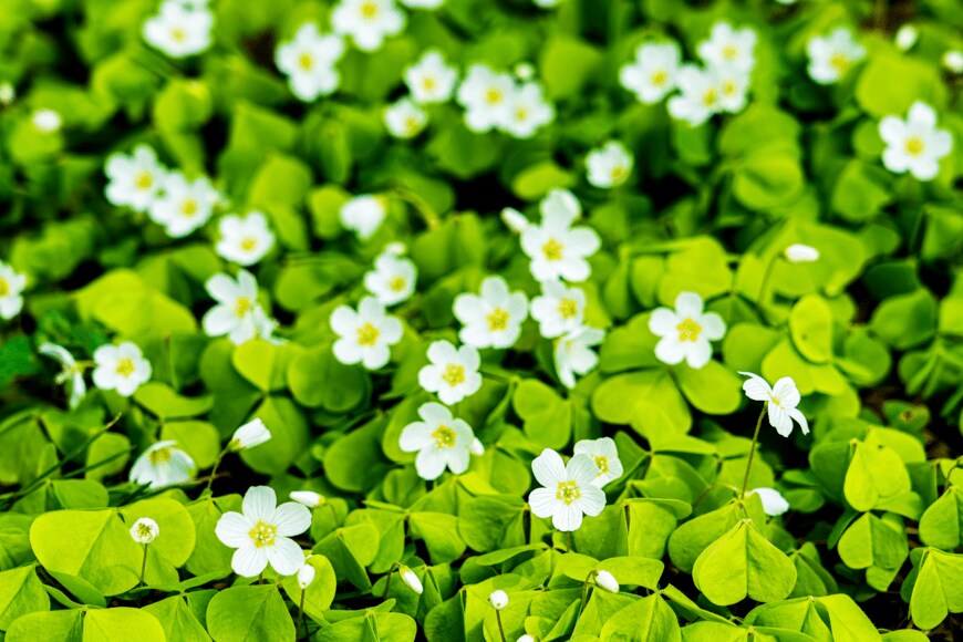 Evgenii_Emelianov/shutterstock.com