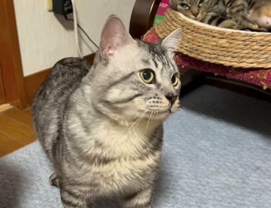 「産まれて間もない子猫達」と猫が対面　子猫達のまさかのリアクションが270万再生