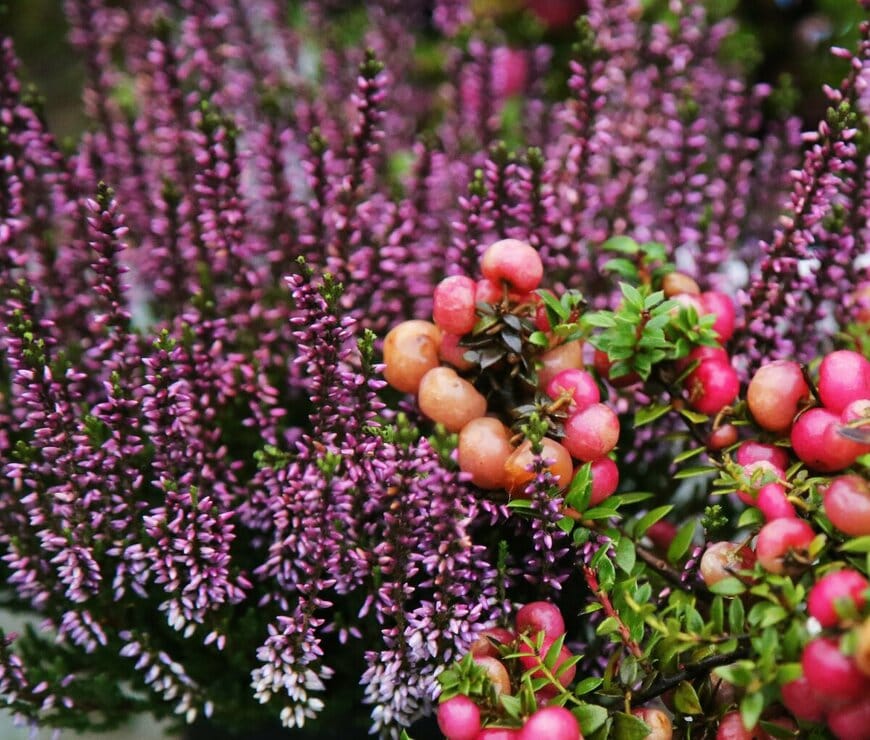 Jolanta Beinarovica/shutterstock.com