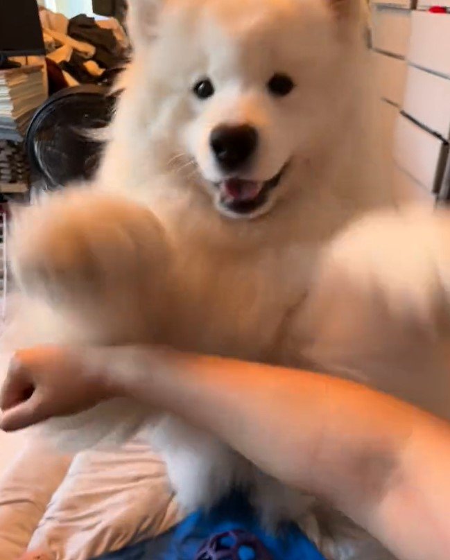 出所：@samoedsoran