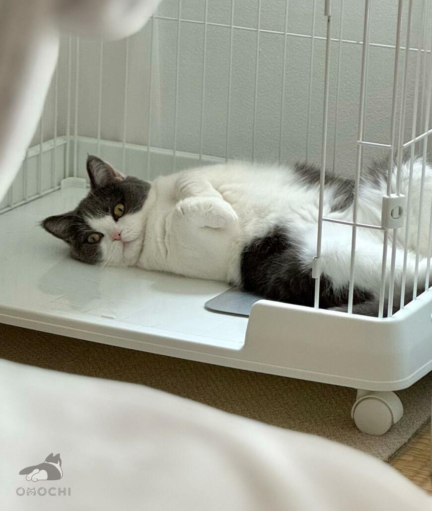 出所：@omochiomoching