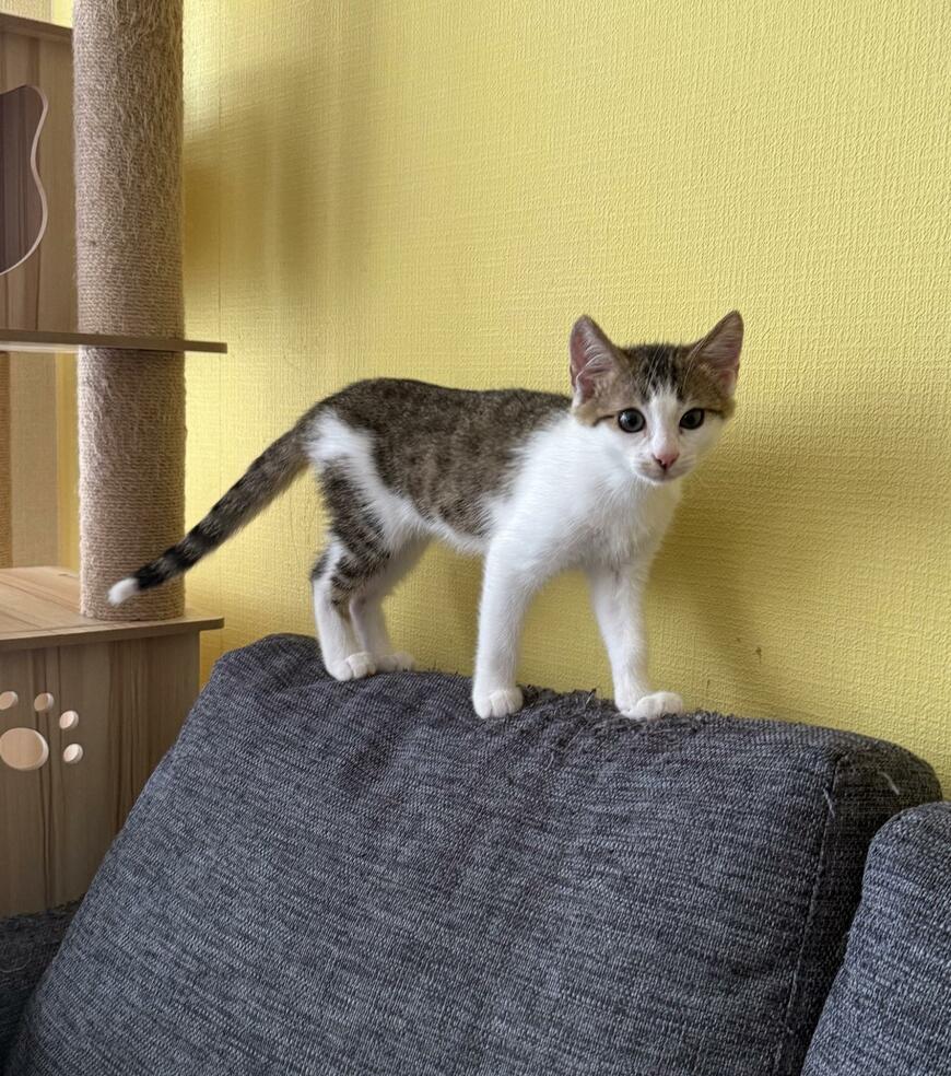 出所：@00shitemita