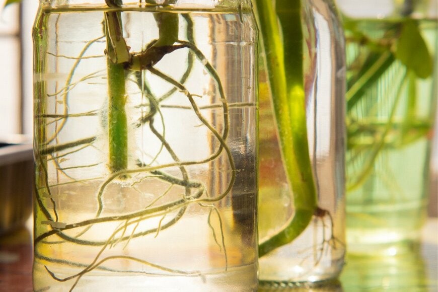 VICHAILAO/istockphoto.com