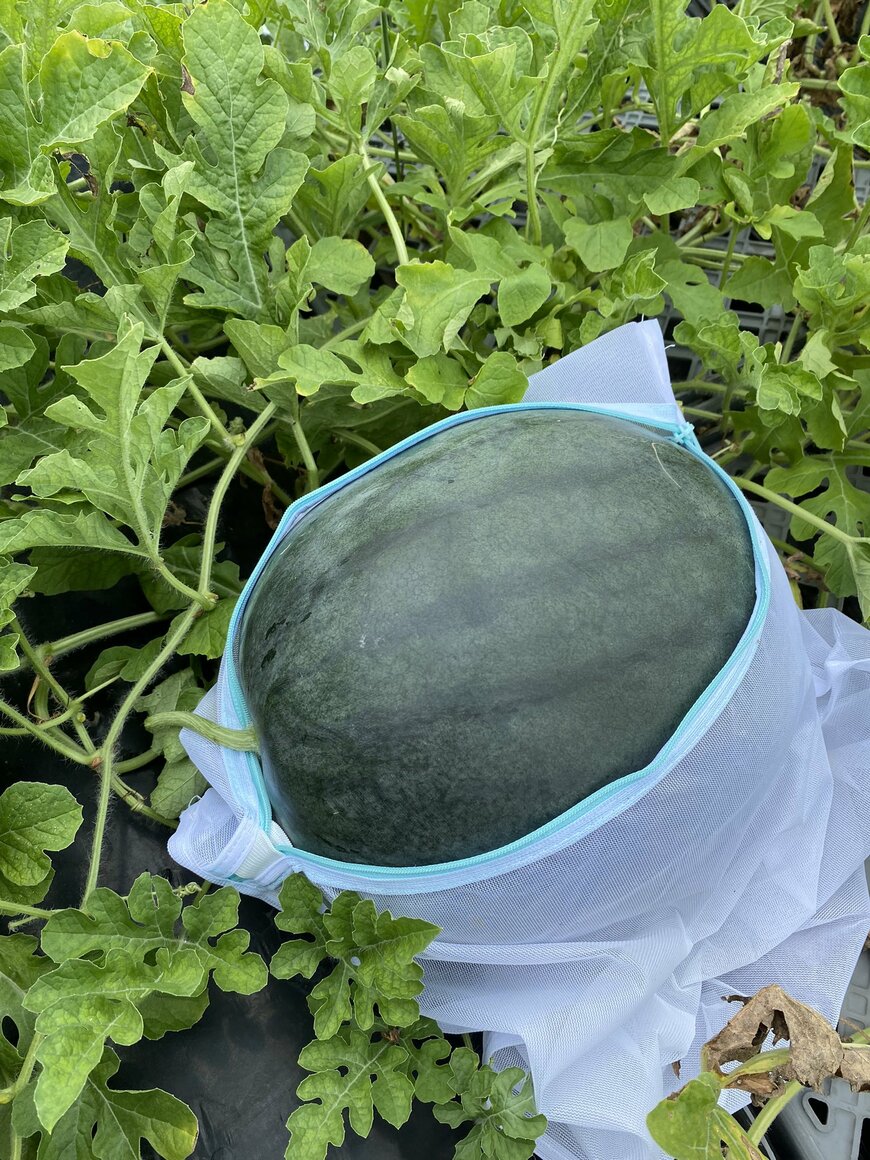 出所：@tk2tk2tk2tk2tk2