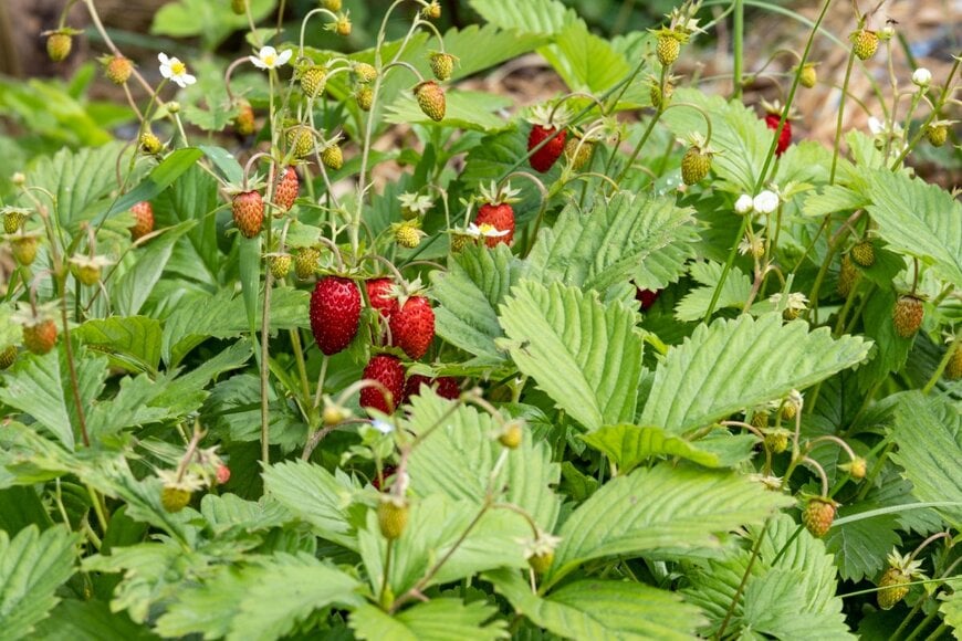 Sergey Dudikov/shutterstock.com