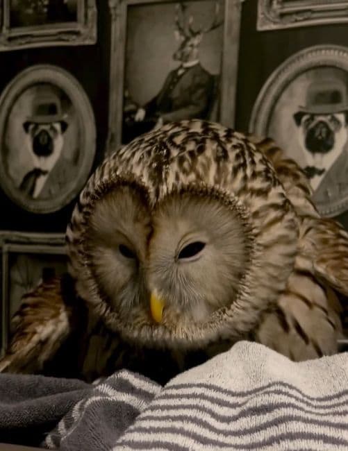 出所：@hiji.mozu_owl