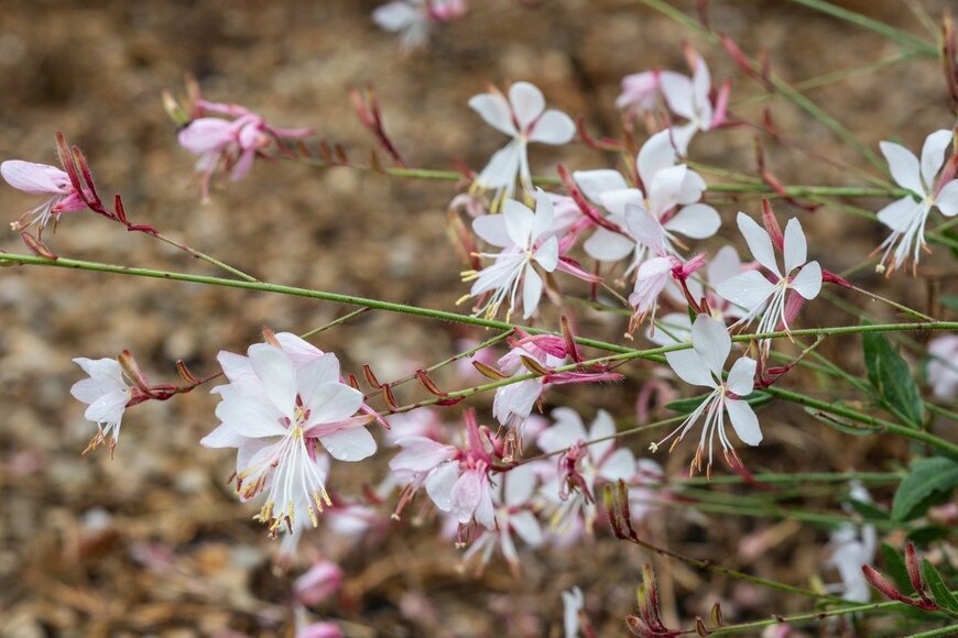 gianpinox/istockphoto.com