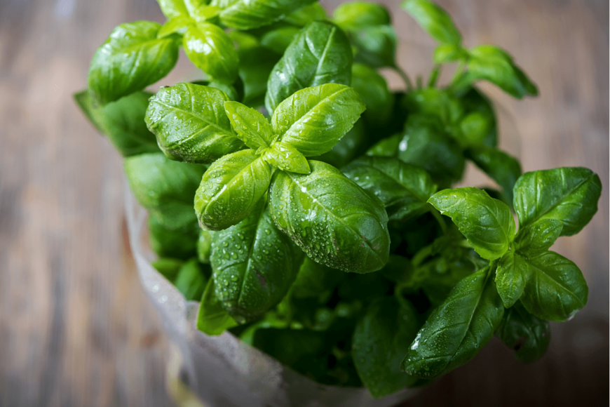 バジル　　Alexandra Anschiz/shutterstock.com