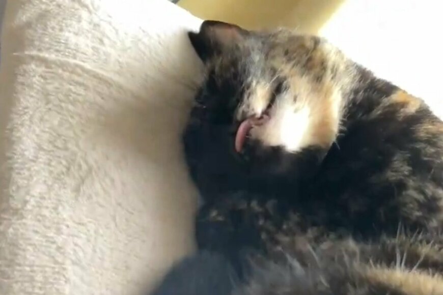 出所：@TTomoecarl