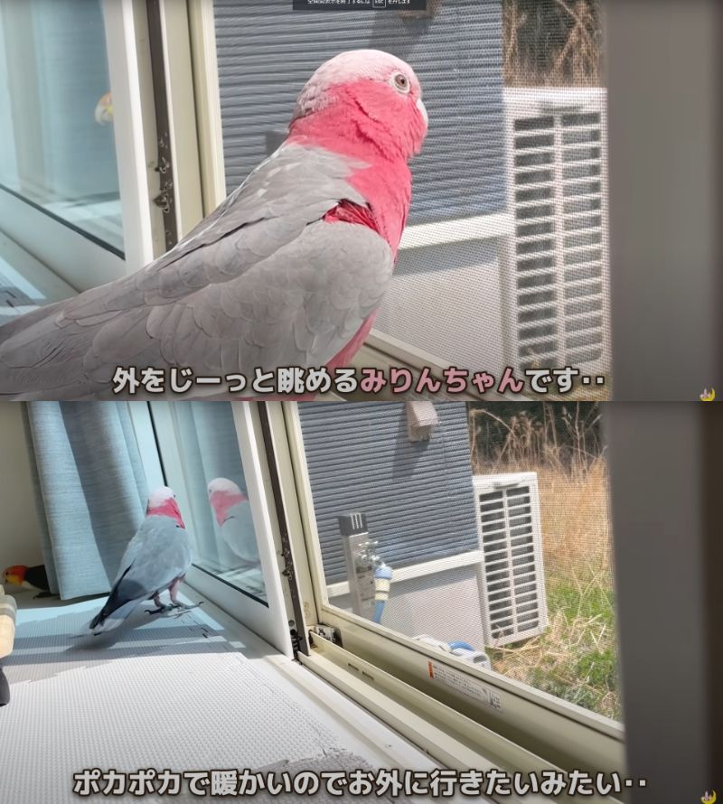 出所：@anz_omomiri