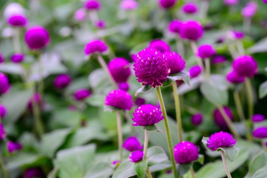 nuwatphoto/shutterstock.com