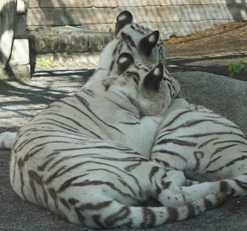 【東武動物公園】もっとこっち向いて欲しい...！美人すぎるホワイトタイガー「ハク」の振り返りショットに悶絶（埼玉県）