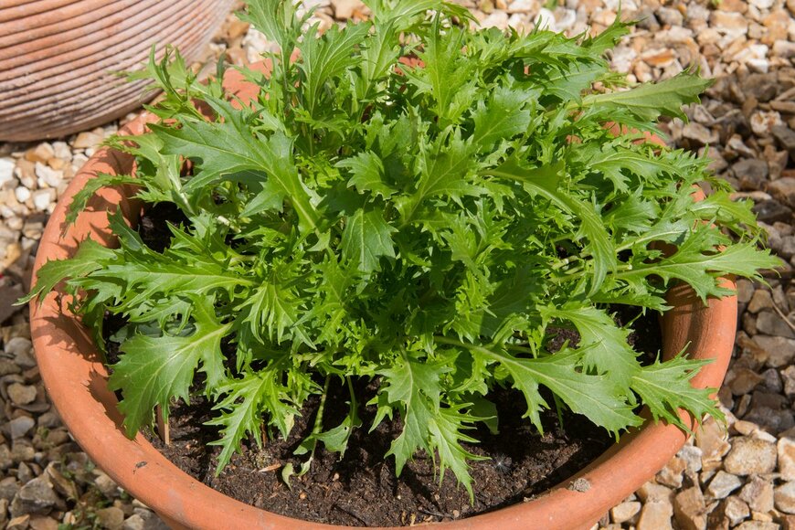 Angela Lock/Shutterstock.com