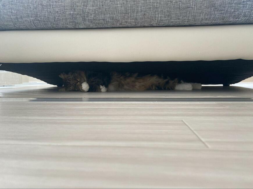 出所：@meltube_cat