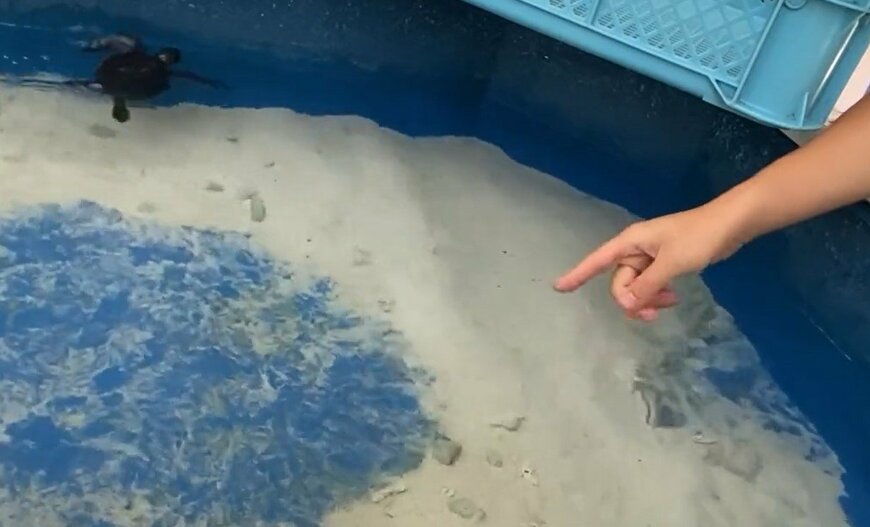 出所：@umigamekouen