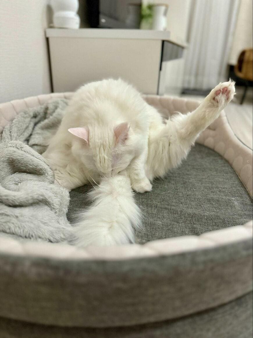 出所：@meltube_cat