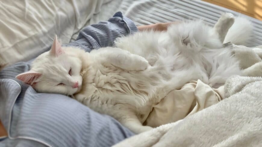 出所：@meltube_cat