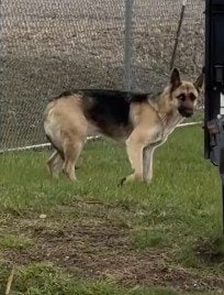 下水処理施設へ迷い込んだ犬を保護　人々の優しさで心を開き始め…幸せな展開に「なんて素敵」「諦めないでくれてありがとう」
