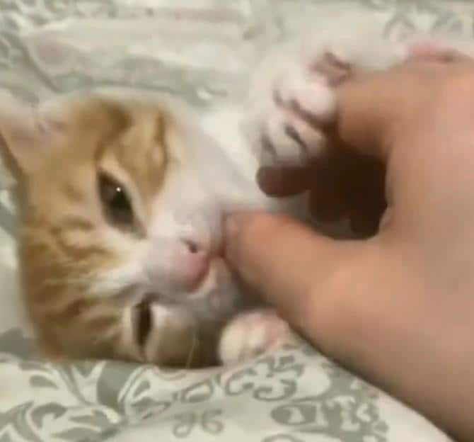 出所：@mero627puri914