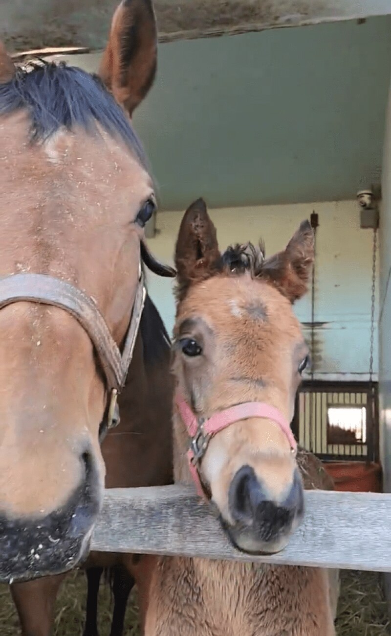 出所：白井牧場
