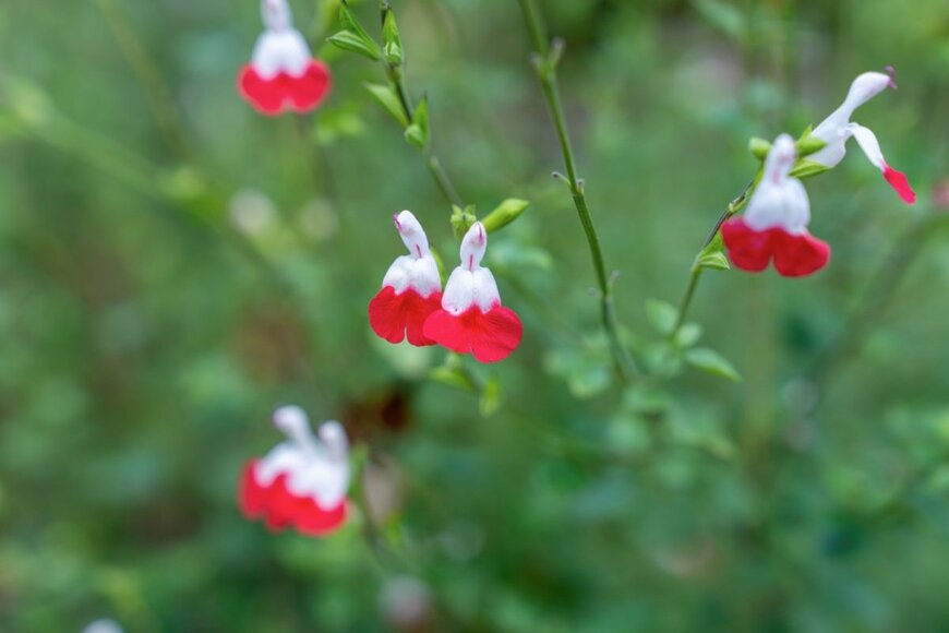 scott mirror/shutterstock.com