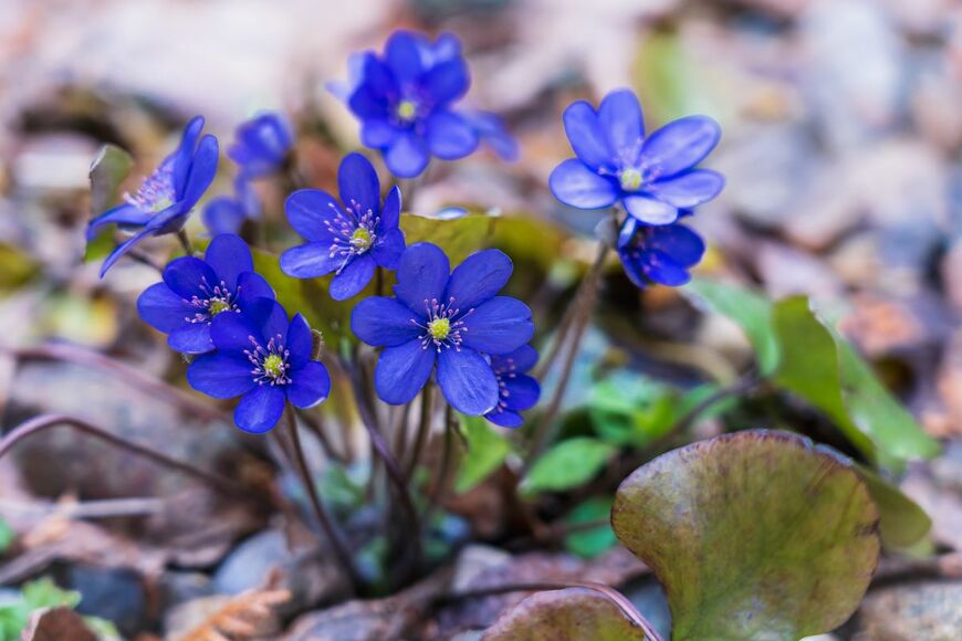 【ガーデニング】植えっぱなしOK！早春に日陰の庭で楽しむ寒さに強い花〈多年草・球根植物〉6選