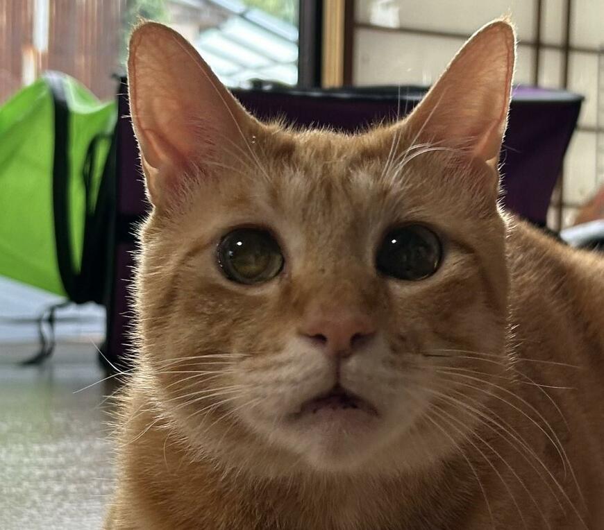 出所：@Beercat_Ana_Dar