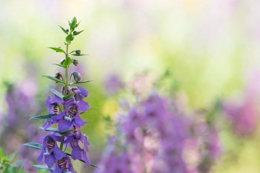 ouchi_iro/istockphoto.com