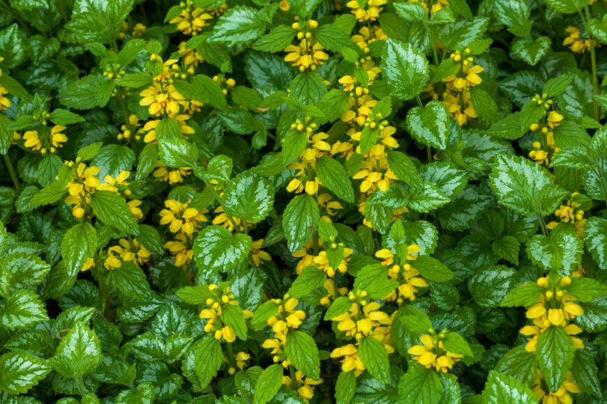 helgafo/shutterstock.com