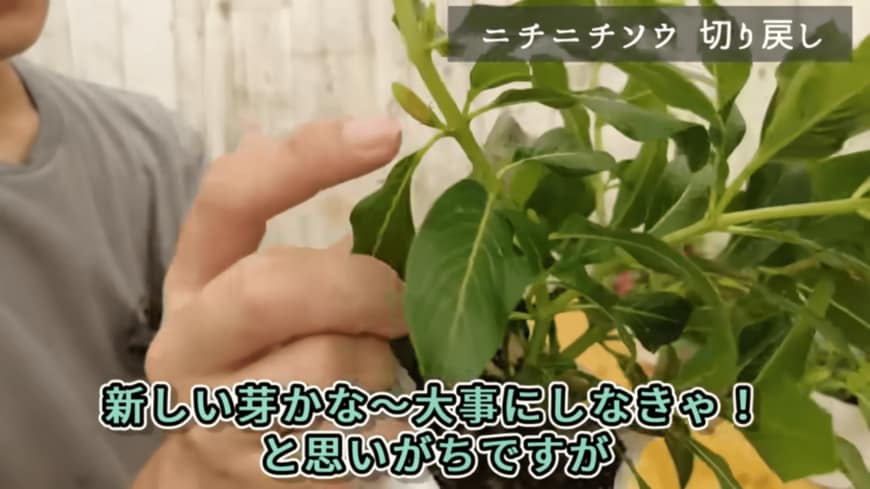 出所：@petit_fleur 