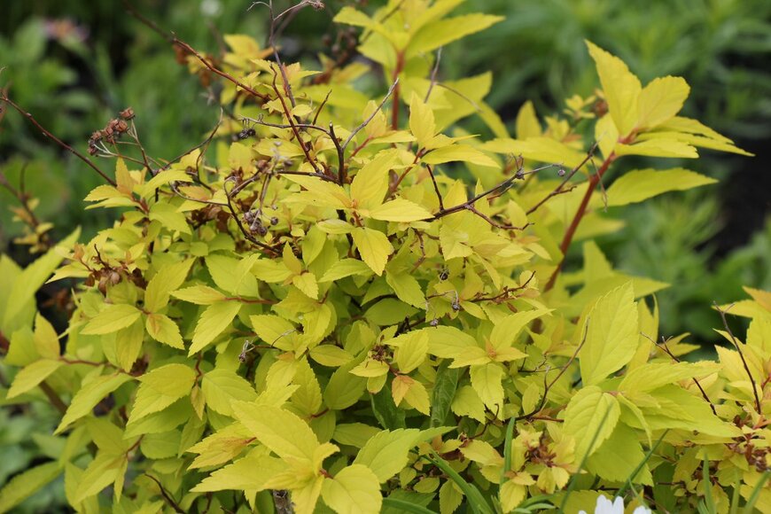 Alalal/Shutterstock.com