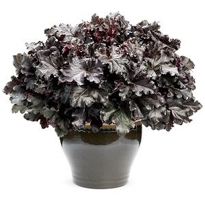 出所：PROVEN WINNERS（PW）公式　ヒューケラ ドルチェ