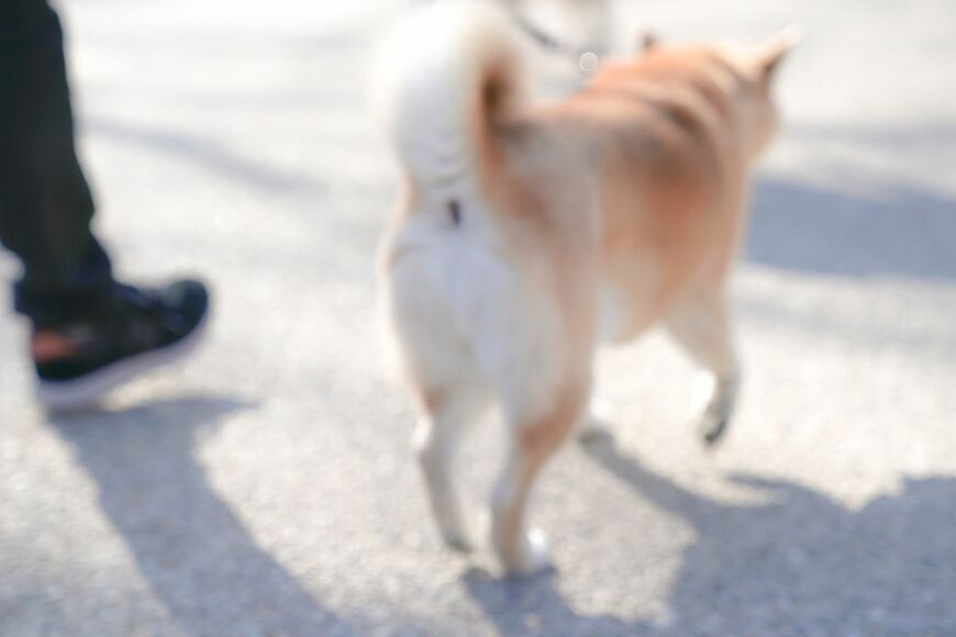 元飼い主が亡くなり1年以上一人暮らしをしていた犬　「保護から2ヶ月後」幸せいっぱいの笑顔に感動