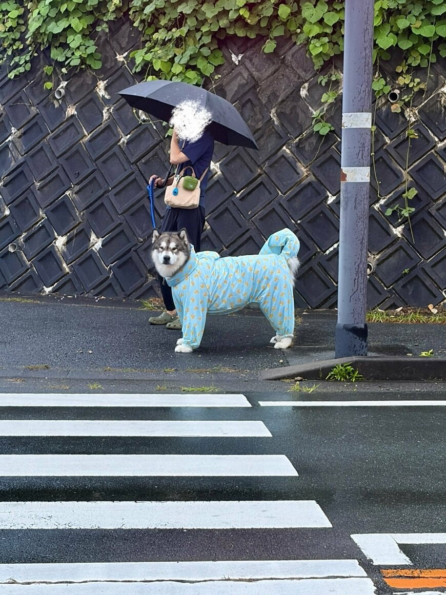 信号待ちで飼い主と目が合った犬 「ニッコリ」　表情が変化した様子に癒やされる「露骨にうれしそう」
